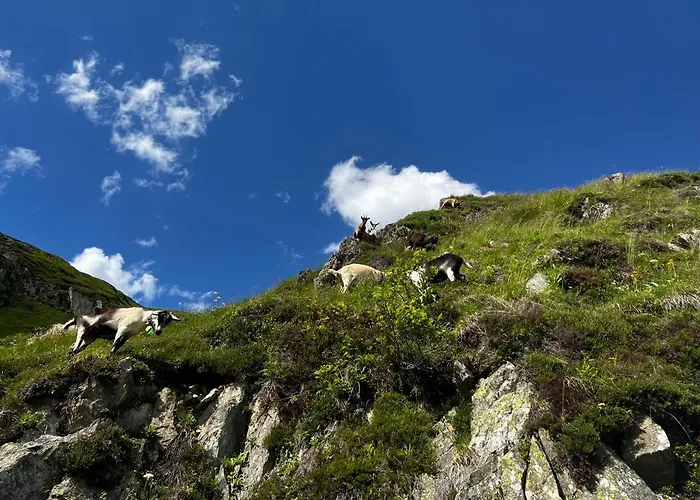 Casa Ucliva - Charming Alpine Getaway In The Heart Of The Swiss Alps * Rueras